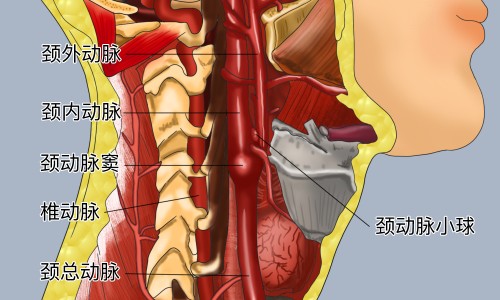 咸柠檬泡水的功效和作用-咸柠檬的功效和作用专区_鲜柠檬泡茶的功效专区_咸柠檬泡水的功效网
